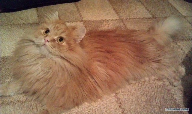 Котовторник на 26.06.12