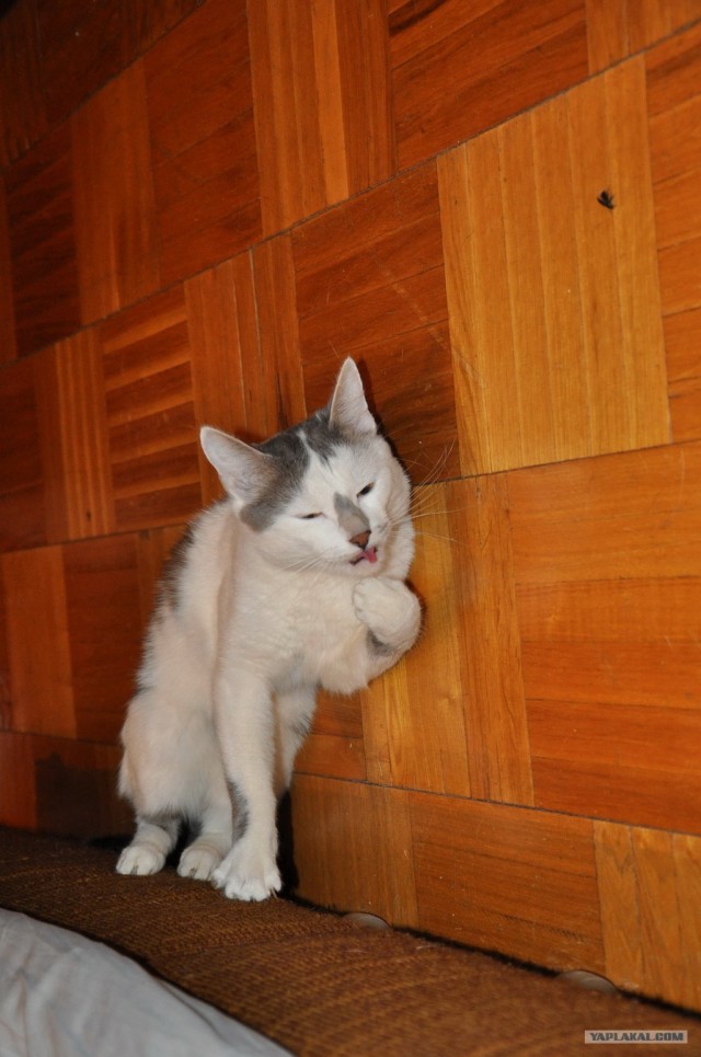 Котовторник 10. 07. 2012