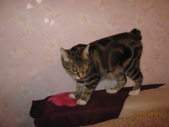 Котовторник  16.10.12