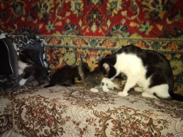 Забавные фото котеек