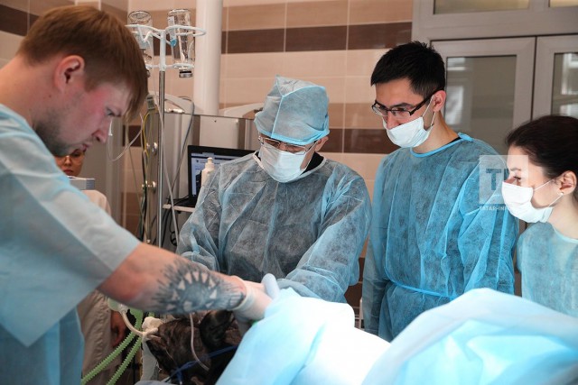 Медицина будущего: казанские хирурги изобрели протезы сосудов, которые заставляют организм выращивать ткани
