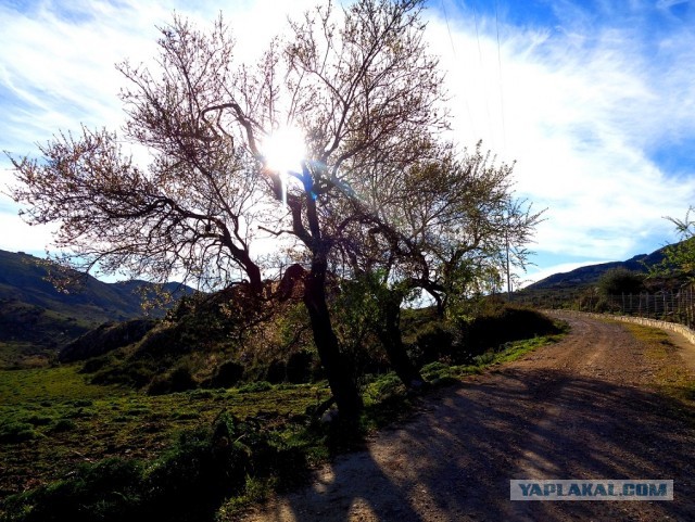 Лапша лугового флота свободного выгула