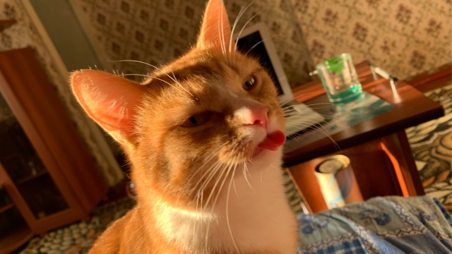 Котовторник
