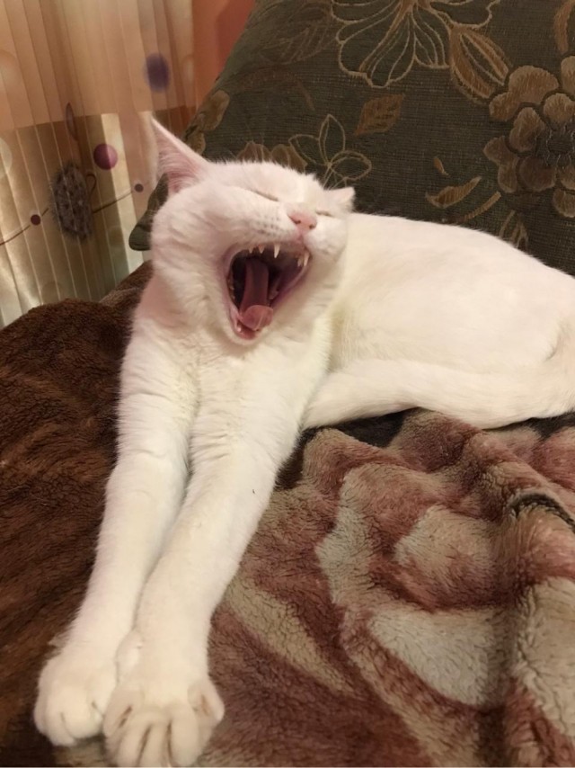 Котовторнику посвящается