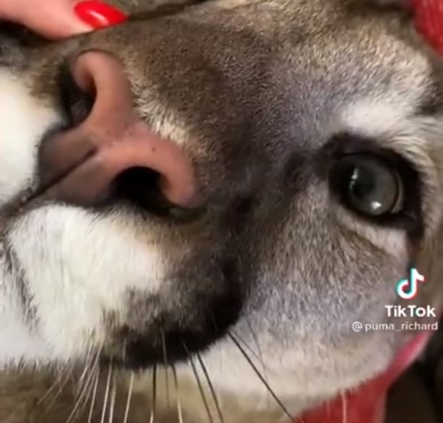 Кому котика в добрые руки?