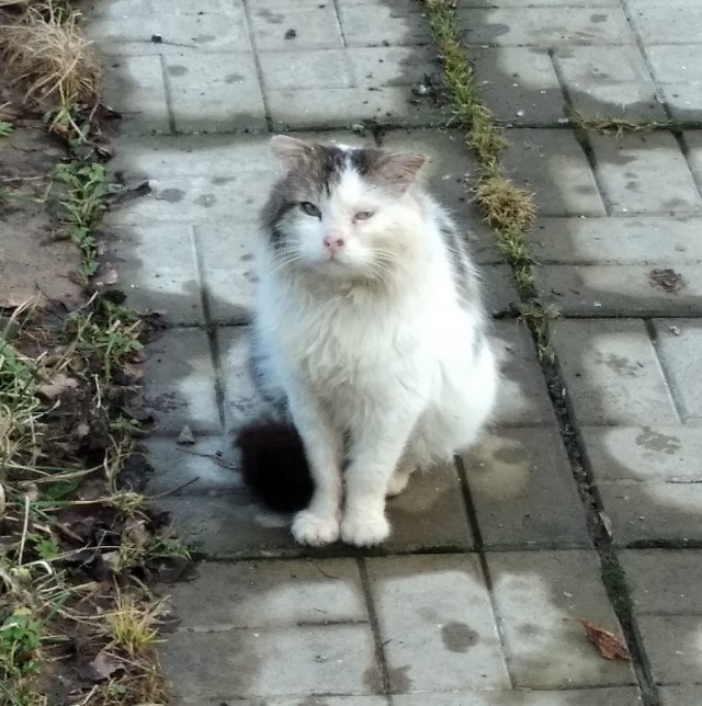 Котовторник же!