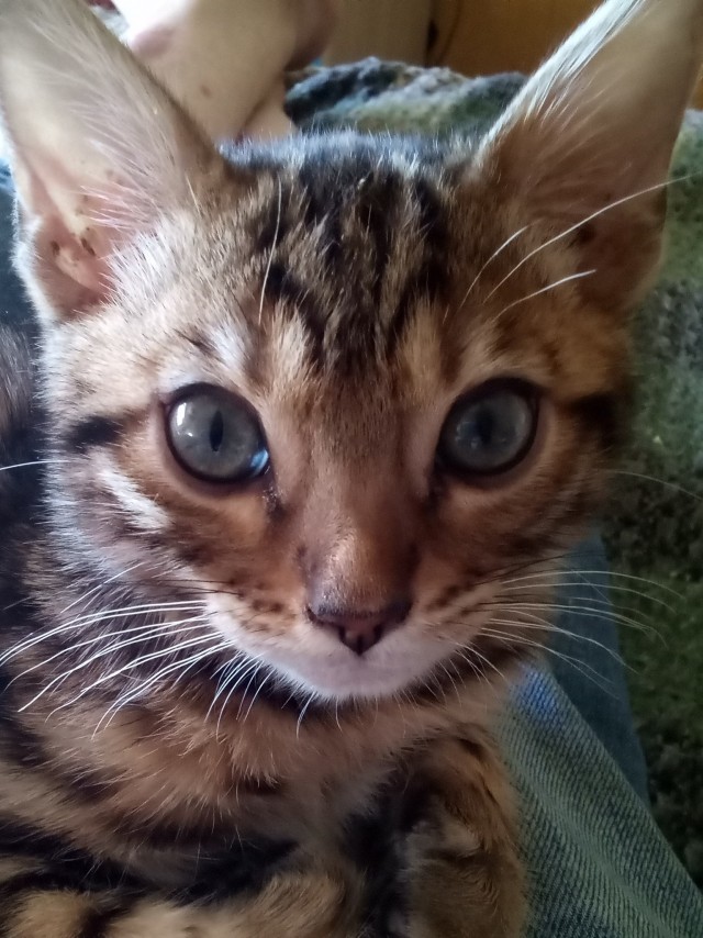 Вторник-кото