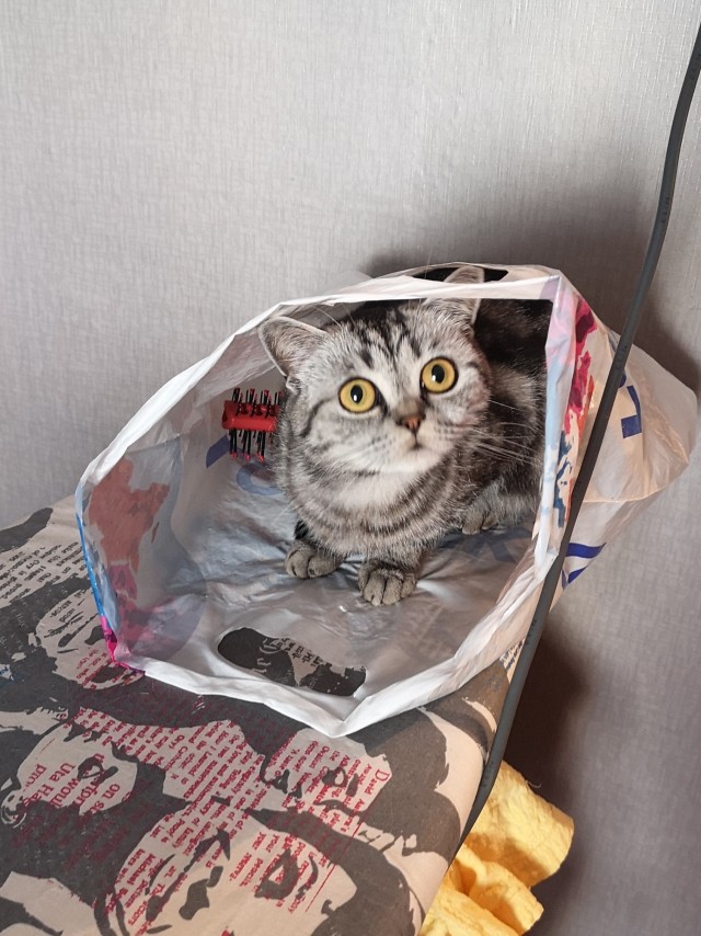 А котовторник уже начался?