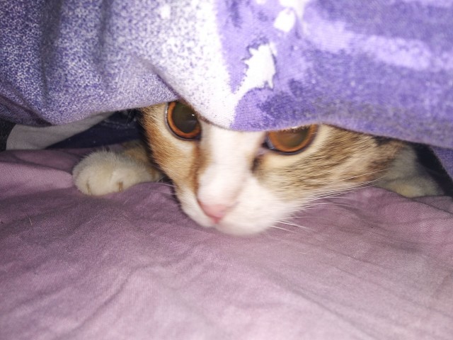 К котовторнику