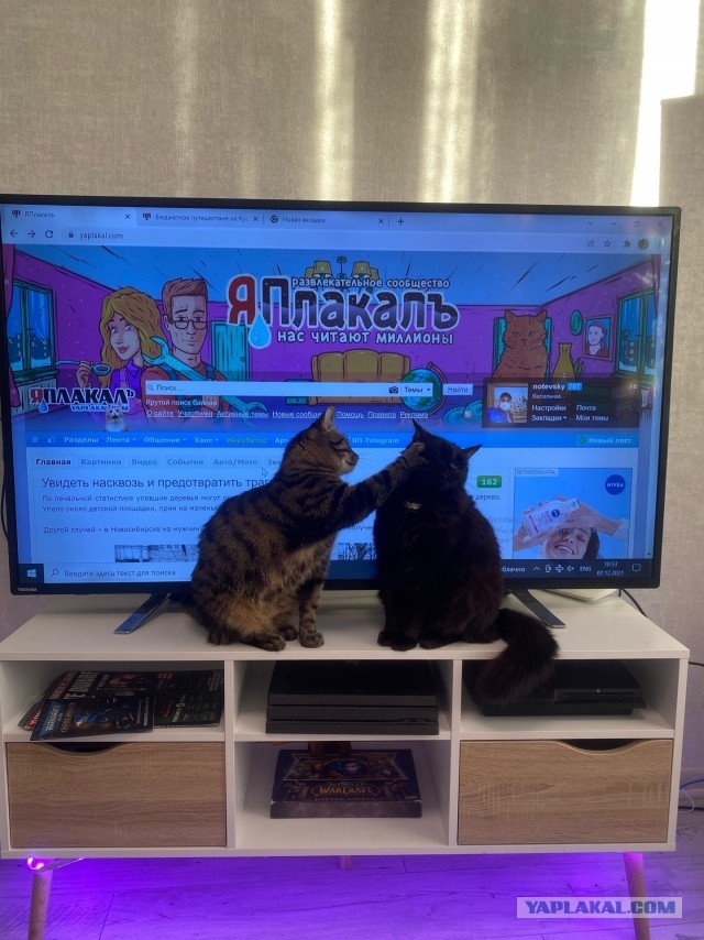 Котовторник так котовторник