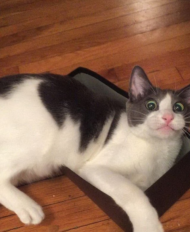 Коты, которые чихать хотели на ваше личное пространство