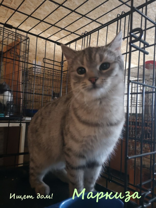 Жизнь домашнего приюта "Котоленд" 323