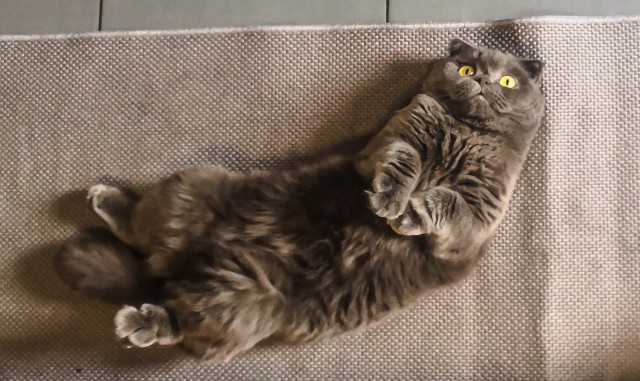 Котовторник