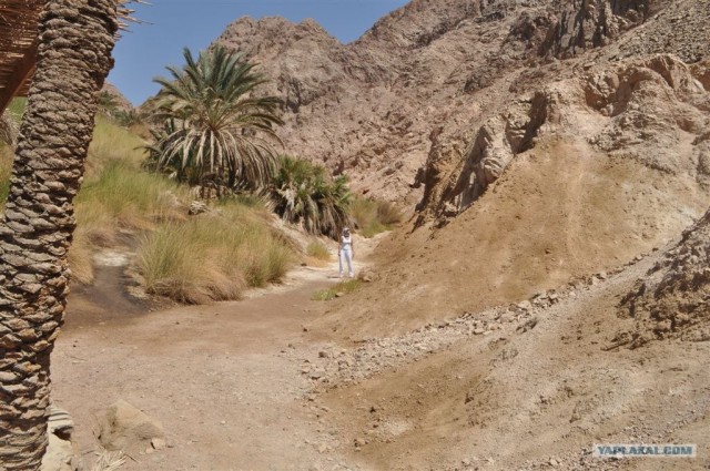 Как я ездил в Египет