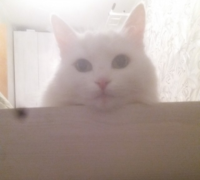 Дождалась