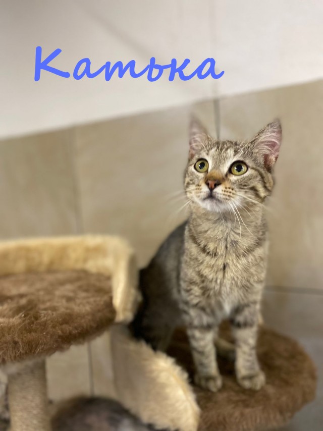 Жизнь домашнего приюта "Котоленд" 388