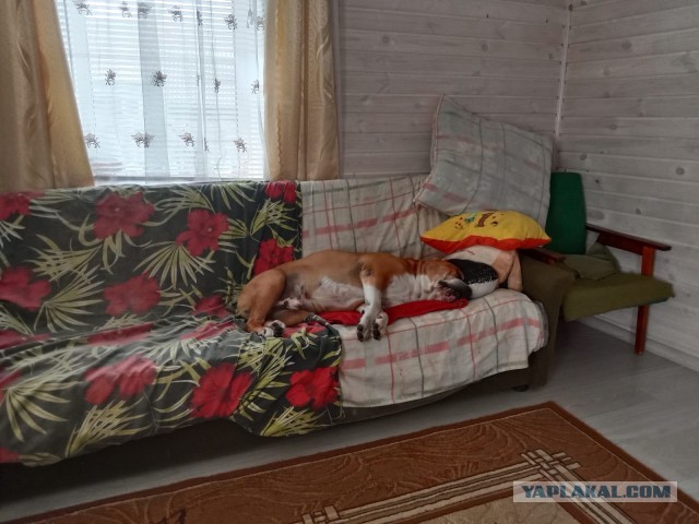 История одного котенка