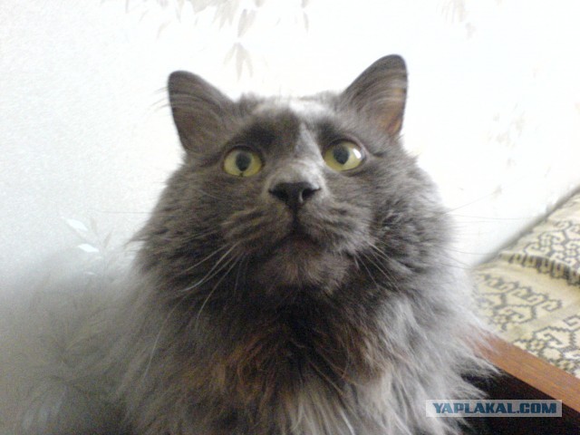 К котовторнику, 17 лет стукнуло меховому