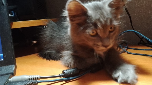 Кот