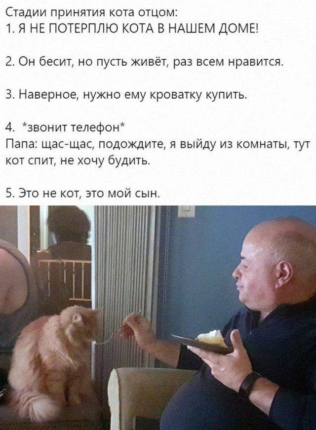 Стадии принятия кота отцом