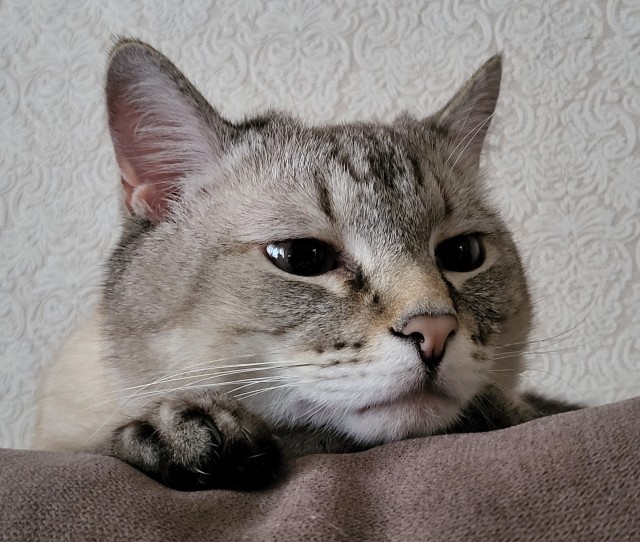 Нос моей мадамы