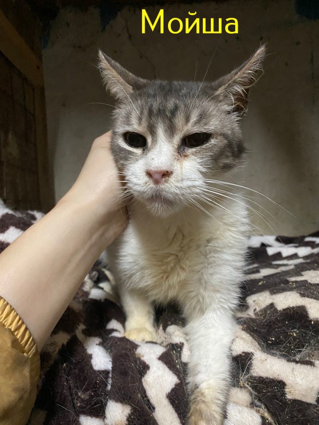 Жизнь домашнего приюта "Котоленд" 430