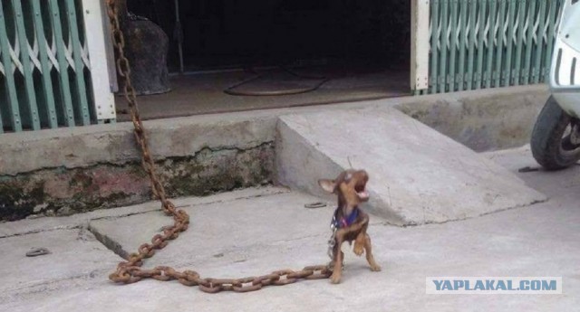 Собачники, бл...ь