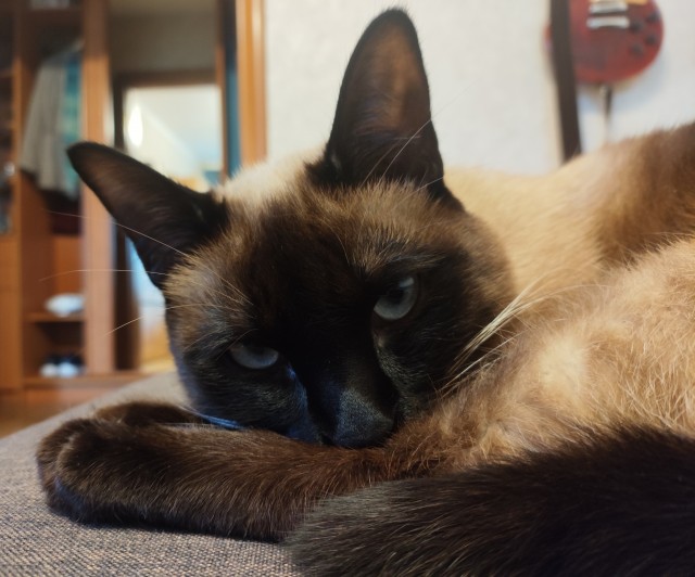 Моя кошка