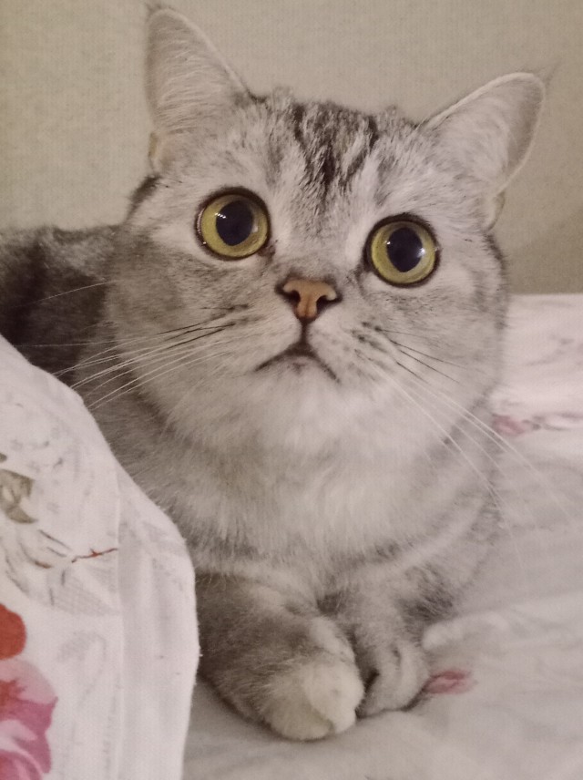 Котовторник 05/11/2024