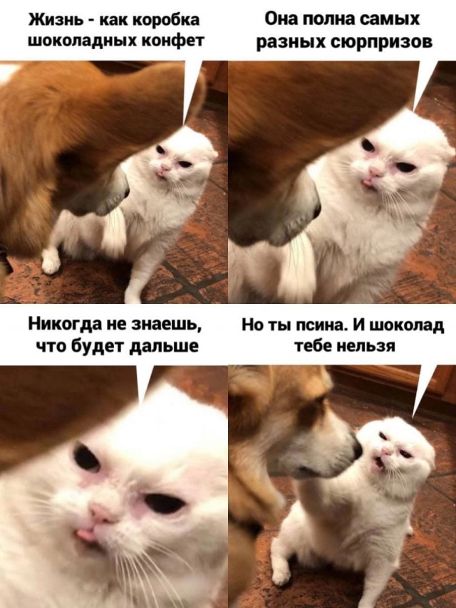 Девушка попросила в Хвиттере остальных скинуть любимые мемы с котами