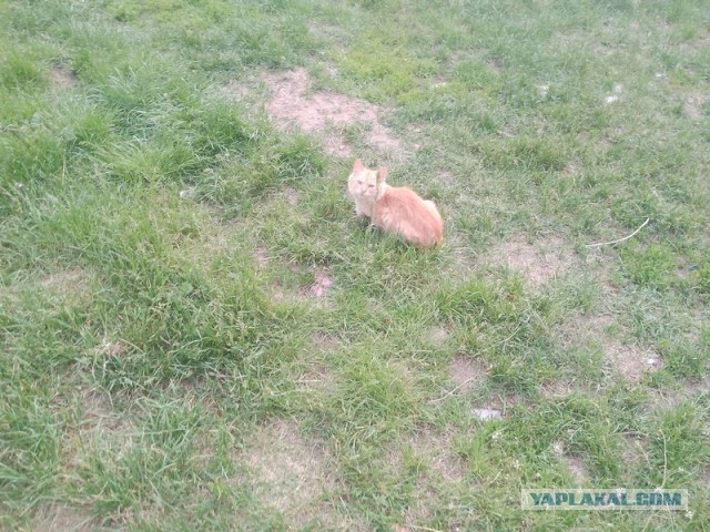 Жизнь домашнего приюта для котеек 545