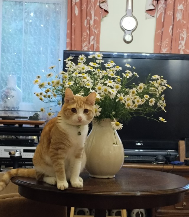 Морда протокольная