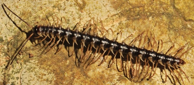 Тридцатилетняя война лейтенанта Оноды. Ч.3⁠⁠