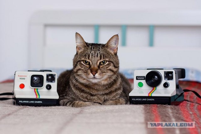 Факты о Polaroid