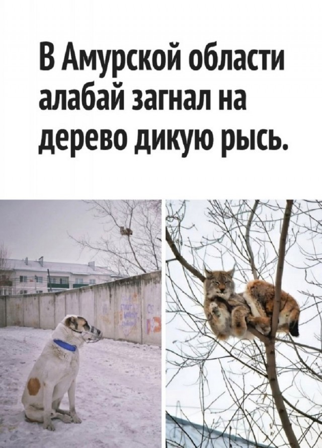 Так себе картинки 21.12.25