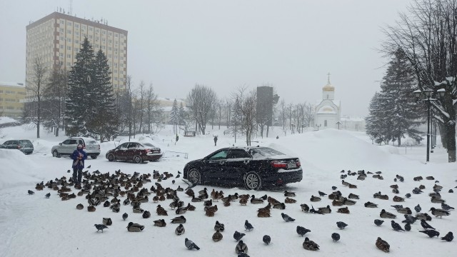 В польском городе голубей будут кормить противозачаточной кукурузой