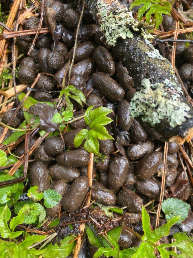 У нас сегодня охоту открыли