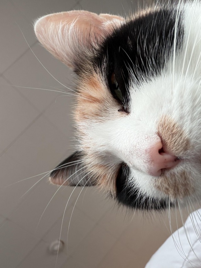 Пьяный пост для котовторника
