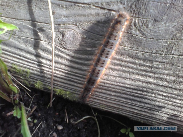 Вот такое животное обнаружил у себя в огороде