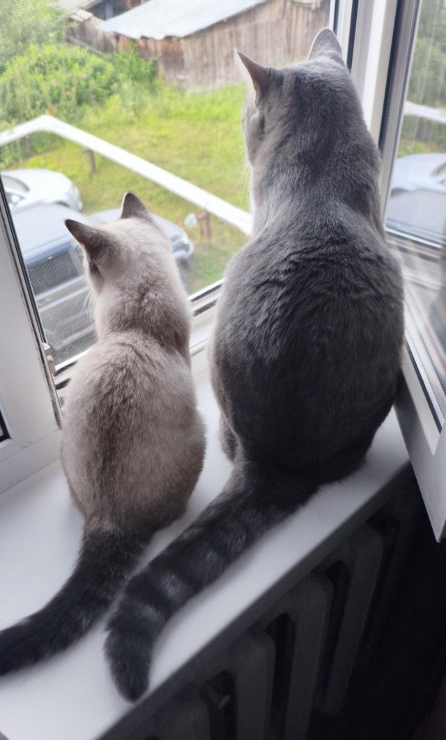 Всемирный день котиков.