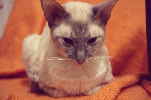 Котейка, который не знает как лежат котейки