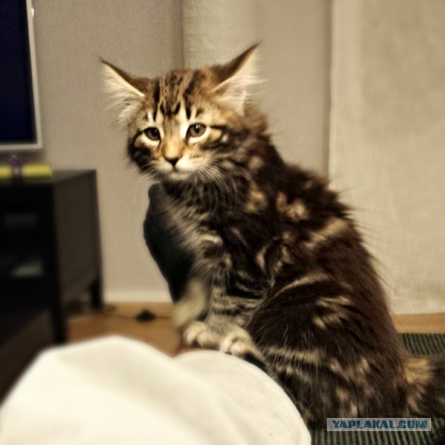 Котовторник 8.10.2013