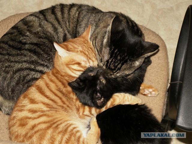 Котовторник 12.11.2013