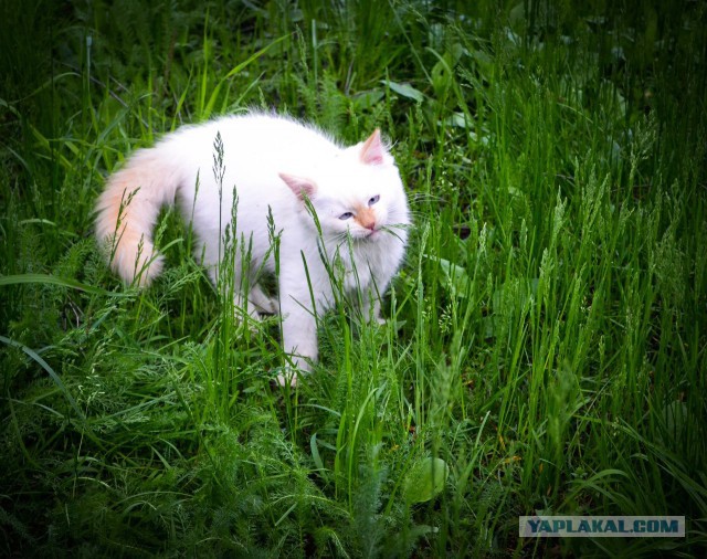Глуповатый и одновременно смешной котенька)))