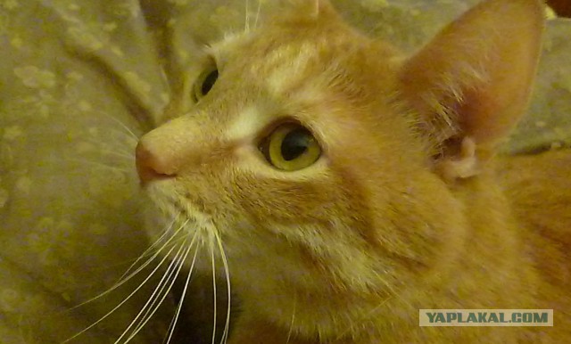 Котовторник на вторник, Котовторник