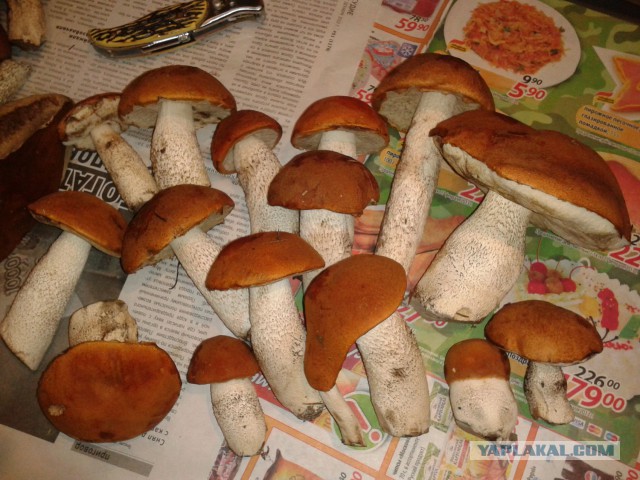 Ракушки фаршированные, Подосиновиками и курицей