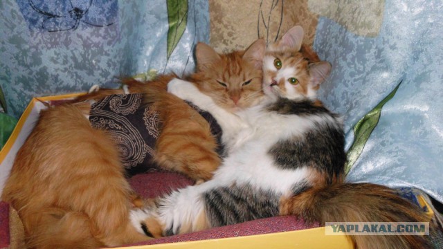 Котовторник 18.03.2014