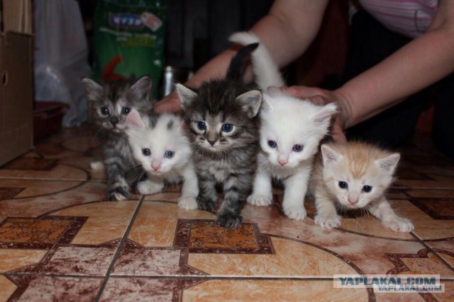 Котовторник  08.04.2014
