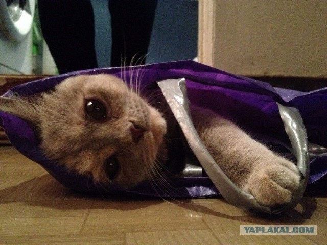 С Котовторником!