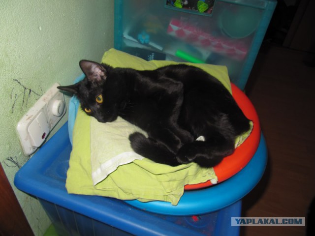 Нашел себе кота на свою голову